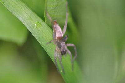 <i>Drassodes</i>