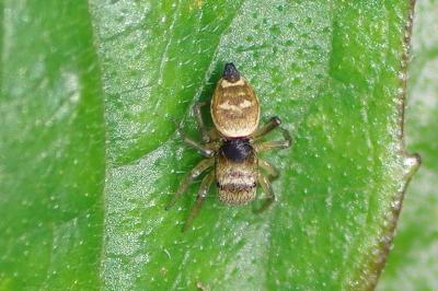 <i>Heliophanus</i>