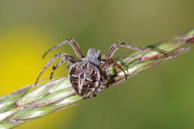<i>Agalenatea redii</i>