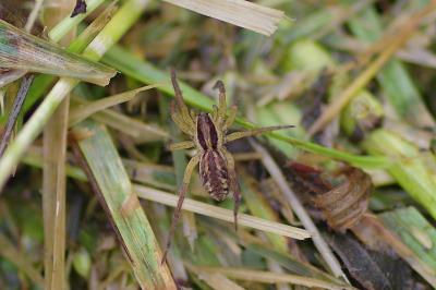 <i>Hogna radiata</i>