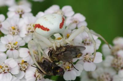 <i>Misumena vatia</i>