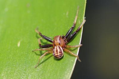 <i>Xysticus</i>