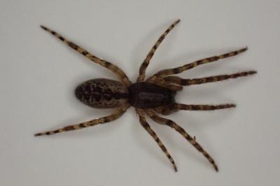 <i>Segestria bavarica</i>