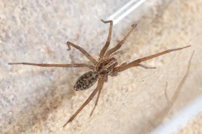 <i>Eratigena</i>