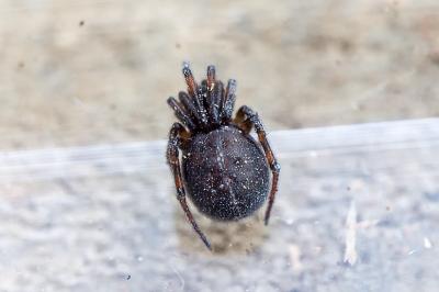 <i>Steatoda bipunctata</i>