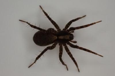 <i>Pardosa</i>