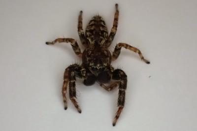 <i>Marpissa muscosa</i>