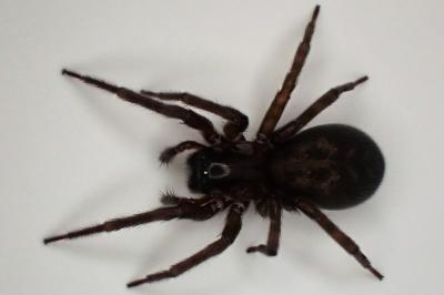 <i>Amaurobius</i>