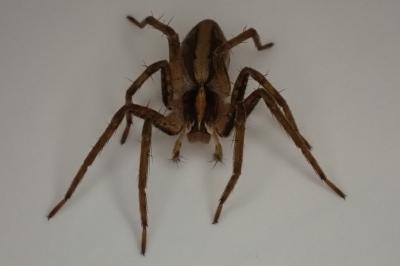 <i>Pisaura mirabilis</i>