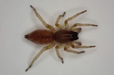 <i>Clubiona</i>