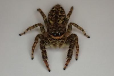 <i>Marpissa muscosa</i>