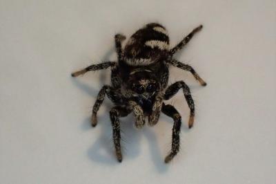 <i>Salticus scenicus</i>