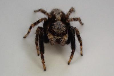 <i>Pseudeuophrys lanigera</i>