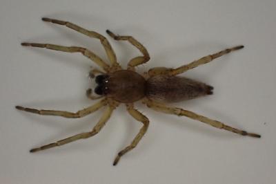 <i>Clubiona</i>