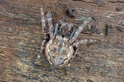 <i>Nuctenea umbratica</i>