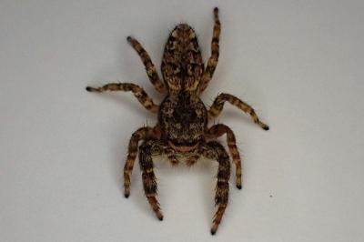 <i>Marpissa muscosa</i>