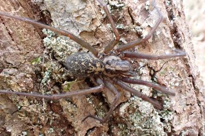 <i>Eratigena</i>