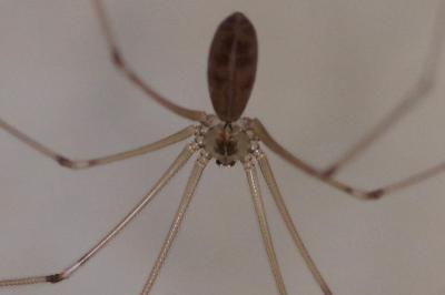 <i>Pholcus phalangioides</i>