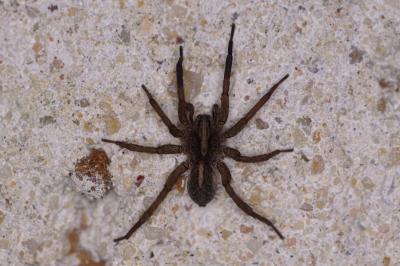 <i>Trochosa</i>