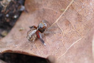 <i>Saitis barbipes</i>