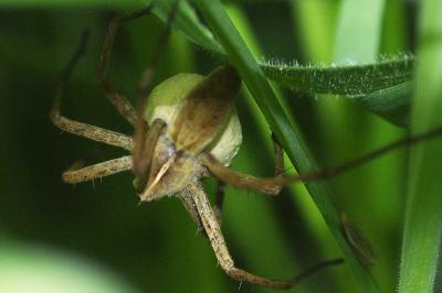 <i>Pisaura mirabilis</i>