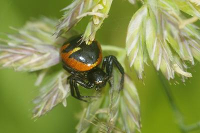 <i>Synema globosum</i>