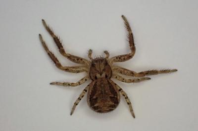 <i>Xysticus</i>
