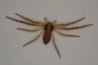 <i>Philodromus</i>