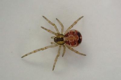 <i>Phylloneta</i>