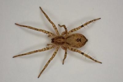 <i>Anyphaena accentuata</i>