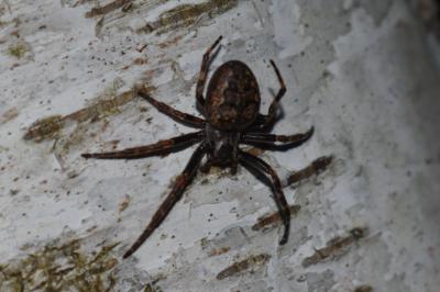 <i>Nuctenea umbratica</i>