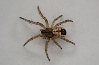 <i>Mangora acalypha</i>