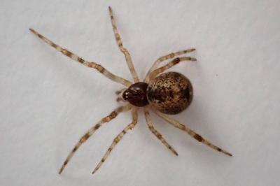 <i>Parasteatoda</i>