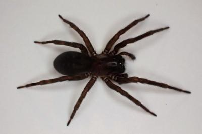 <i>Amaurobius</i>