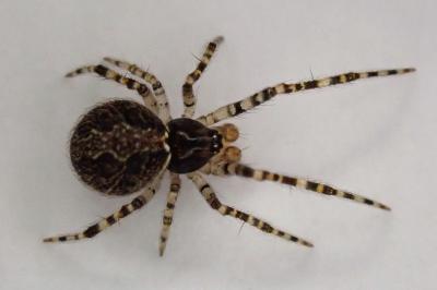<i>Theridion</i>