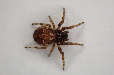 <i>Larinioides</i>