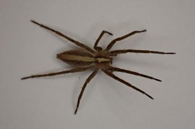 <i>Pisaura mirabilis</i>