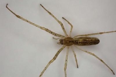<i>Tetragnatha</i>