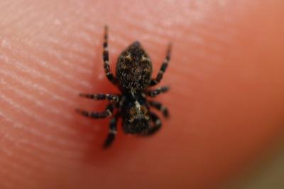 <i>Pseudeuophrys erratica</i>