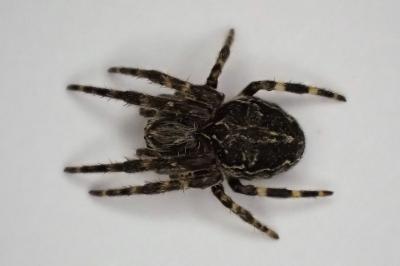 <i>Larinioides sclopetarius</i>
