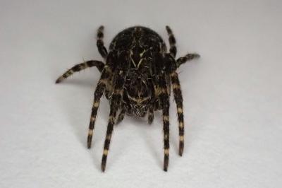 <i>Larinioides sclopetarius</i>