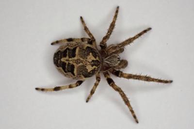 <i>Larinioides cornutus</i>