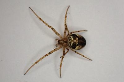 <i>Metellina</i>