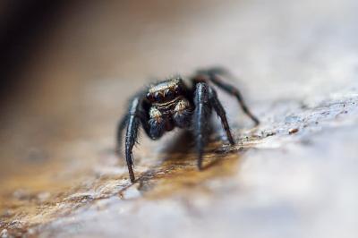 <i>Pseudeuophrys erratica</i>