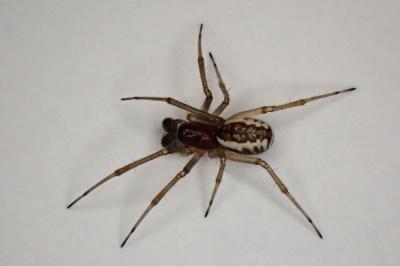 <i>Frontinellina frutetorum</i>