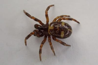 <i>Asagena phalerata</i>