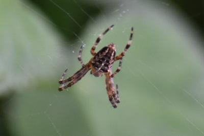 <i>Araneus diadematus</i>