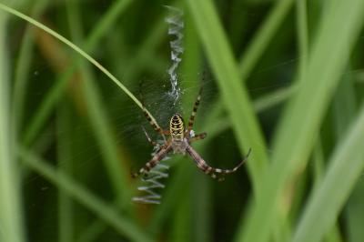 <i>Argiope bruennichi</i>