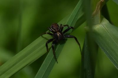 <i>Xysticus</i>