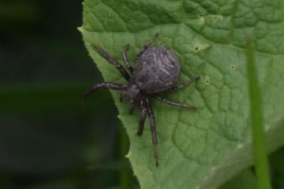 <i>Xysticus</i>
